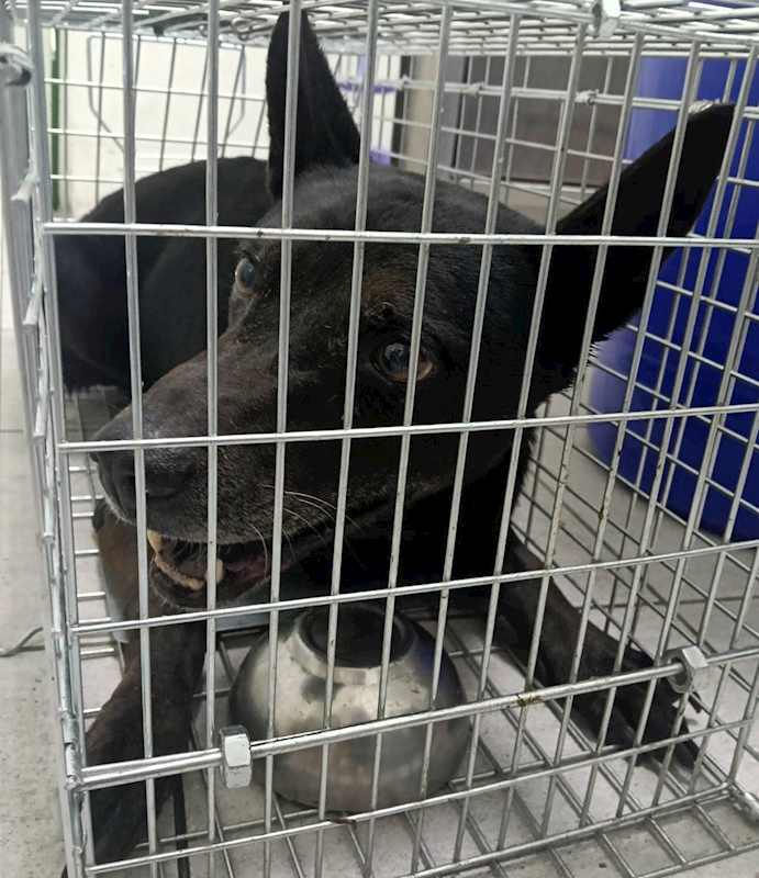 嘉義市動物保護教育園區,編號:443269, 混種犬          