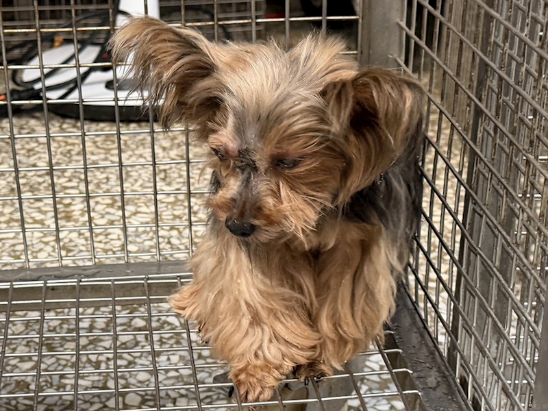 高雄市壽山動物保護教育園區,編號:443047, 約克夏