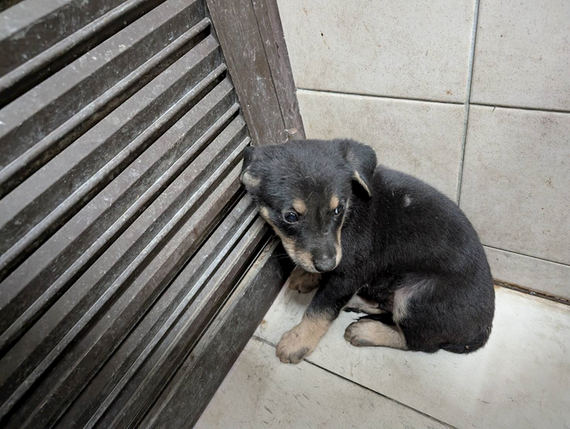 高雄市燕巢動物保護關愛園區,編號:415350, 混種犬          