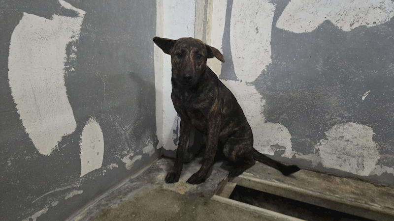 新竹市動物保護教育園區,編號:439475, 混種犬          