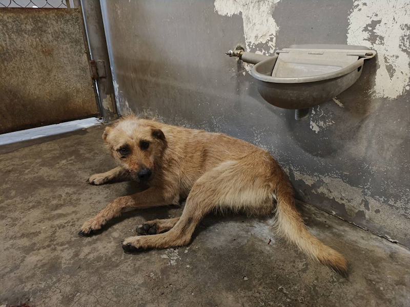 新竹市動物保護教育園區,編號:440637, 混種犬          