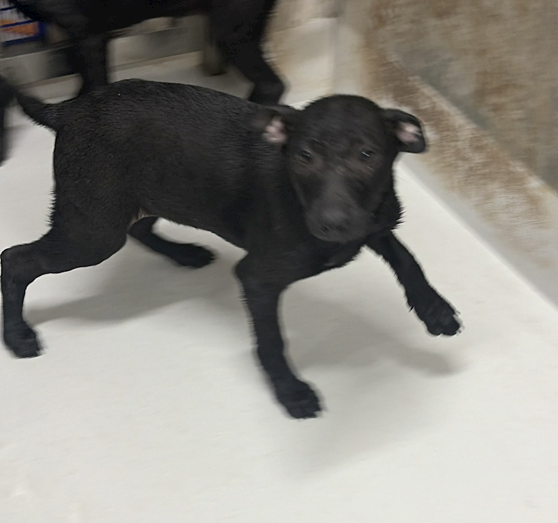 基隆市寵物銀行,編號:441765, 混種犬          