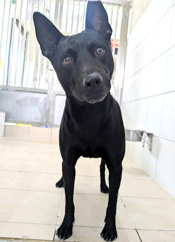 新竹縣動物保護教育園區,編號:443573, 混種犬          