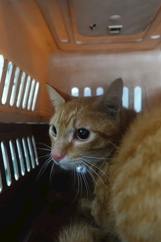 宜蘭縣流浪動物中途之家,編號:443572, 混種貓                 