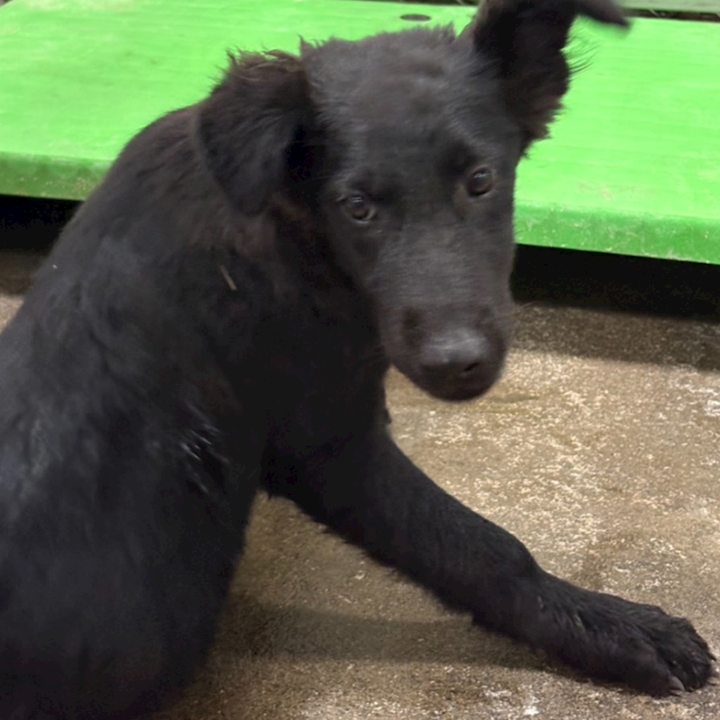 臺東縣動物收容中心,編號:443565, 混種犬          