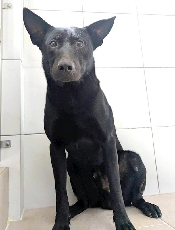 新竹縣動物保護教育園區,編號:443522, 混種犬          