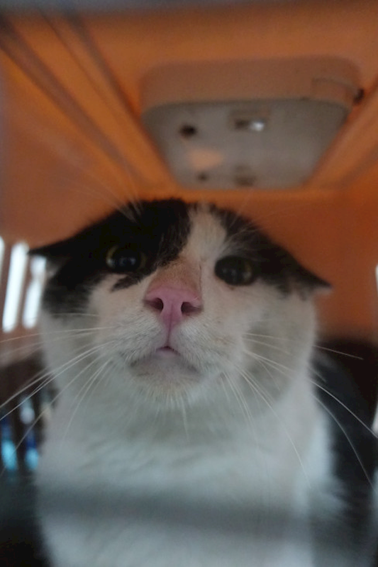 宜蘭縣流浪動物中途之家,編號:443571, 混種貓                 