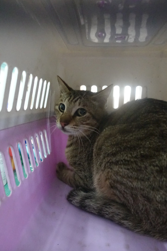 宜蘭縣流浪動物中途之家,編號:443570, 混種貓                 