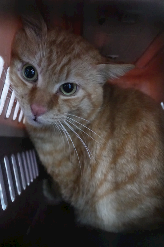 宜蘭縣流浪動物中途之家,編號:443569, 混種貓                 