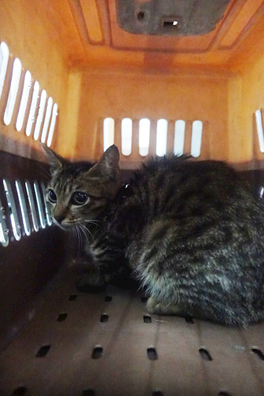 宜蘭縣流浪動物中途之家,編號:443567, 混種貓                 