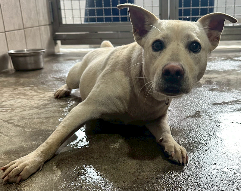 花蓮縣狗貓躍動園區,編號:440295, 混種犬          