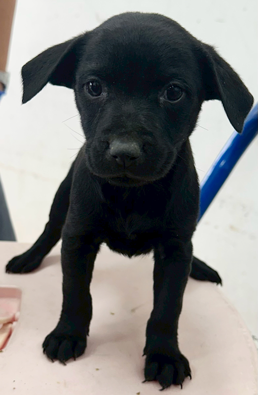 花蓮縣狗貓躍動園區,編號:438045, 混種犬          