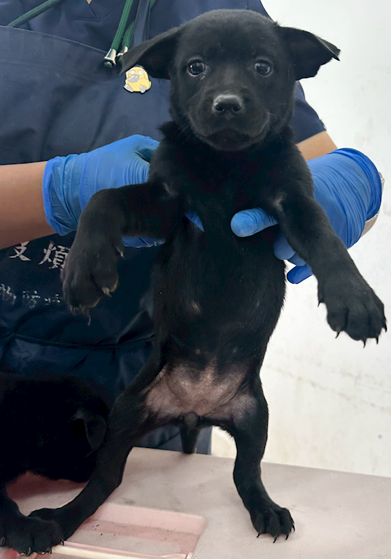花蓮縣狗貓躍動園區,編號:438044, 混種犬          