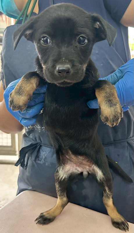 花蓮縣狗貓躍動園區,編號:438040, 混種犬          