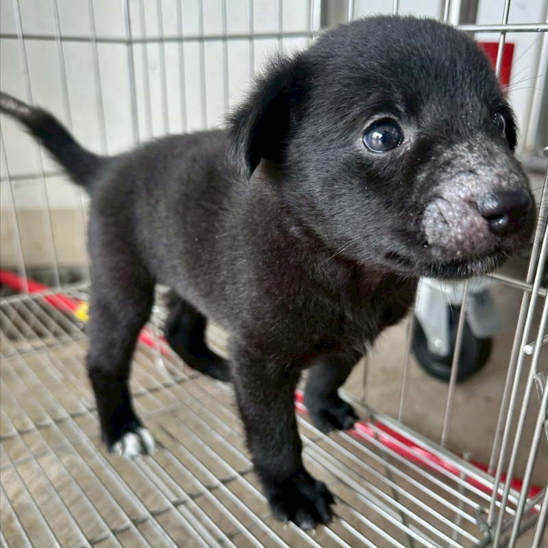 花蓮縣狗貓躍動園區,編號:433978, 混種犬          