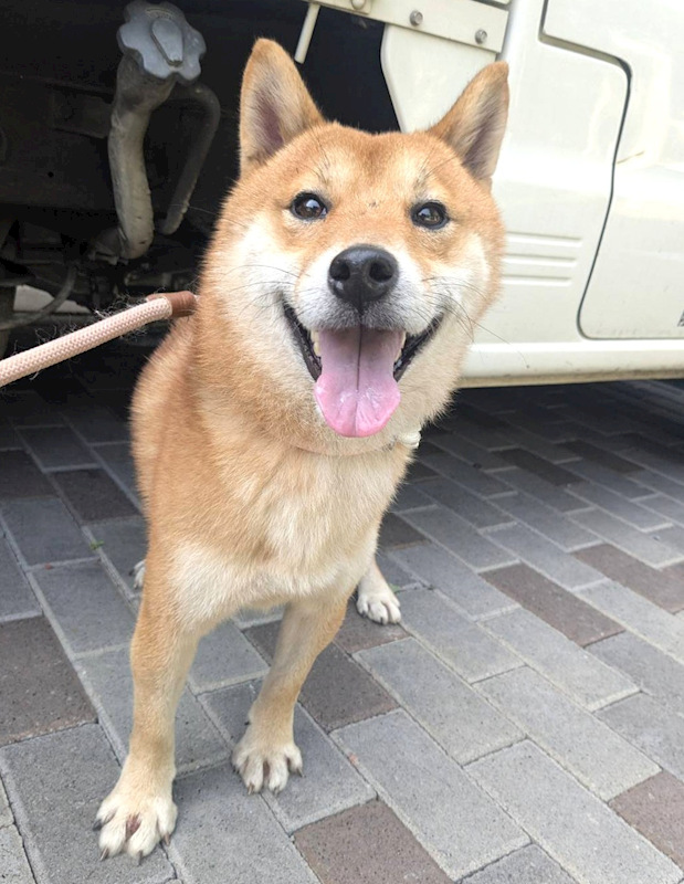 新竹縣動物保護教育園區,編號:442752, 柴犬                  