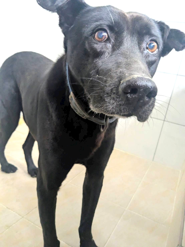 新竹縣動物保護教育園區,編號:442977, 混種犬          