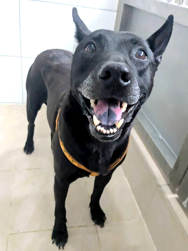 新竹縣動物保護教育園區,編號:443251, 混種犬          