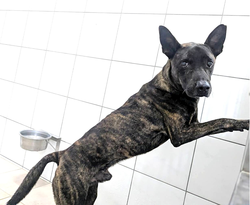 新竹縣動物保護教育園區,編號:443245, 混種犬          