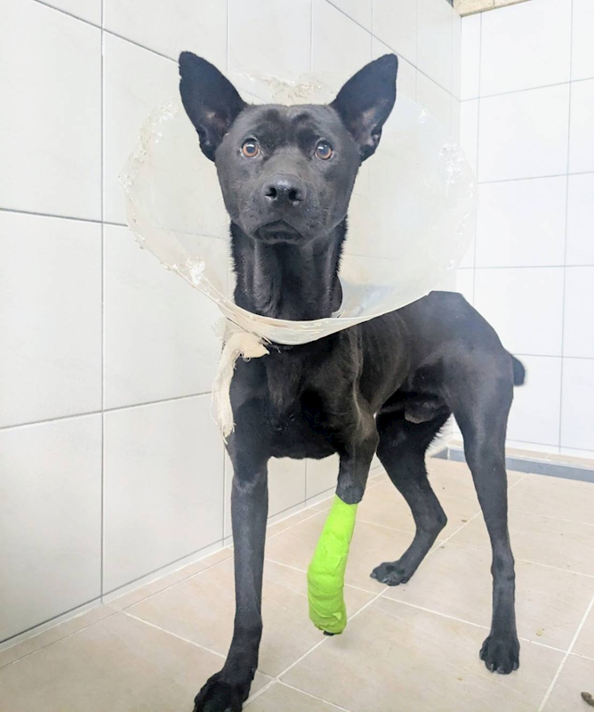 新竹縣動物保護教育園區,編號:443157, 混種犬          