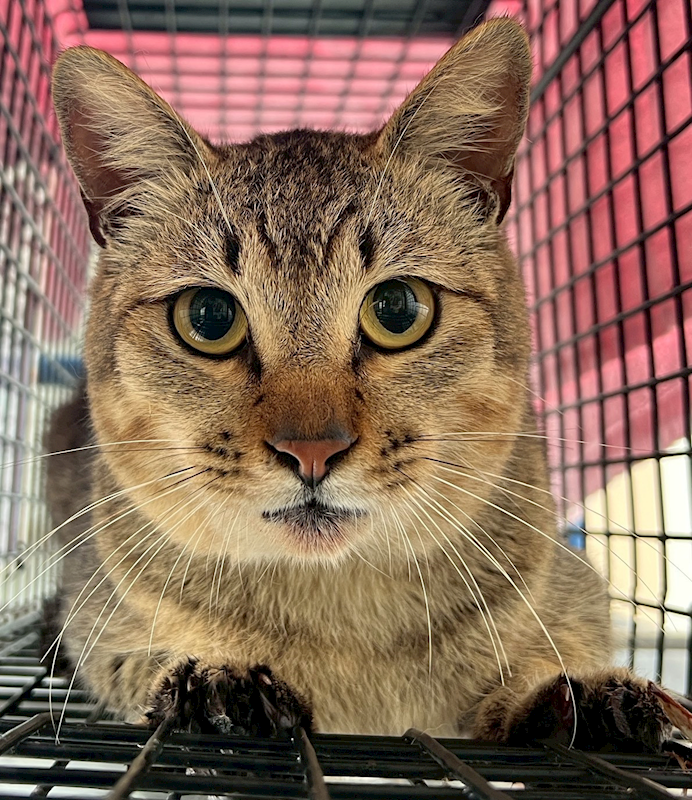 花蓮縣狗貓躍動園區,編號:441780, 混種貓                 