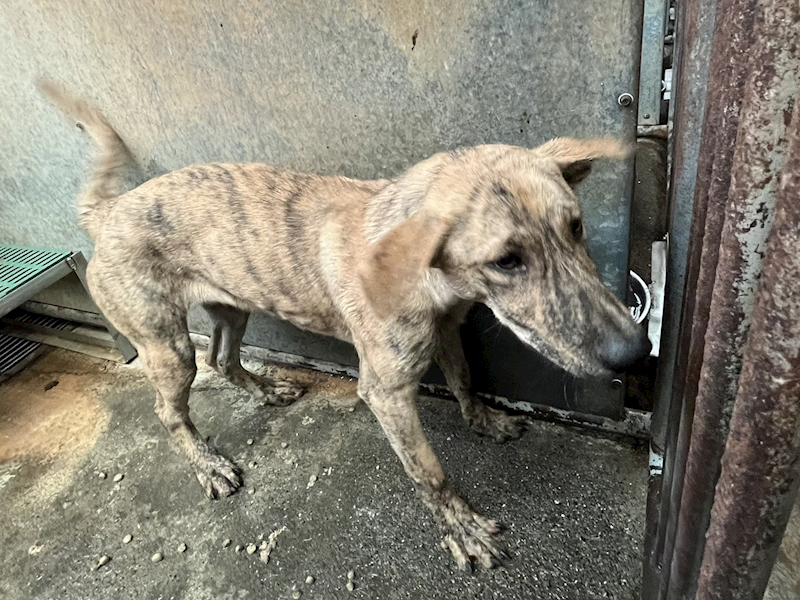 彰化縣流浪狗中途之家,編號:442200, 混種犬          