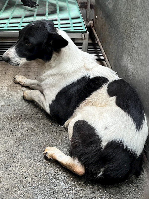 彰化縣流浪狗中途之家,編號:435287, 混種犬          