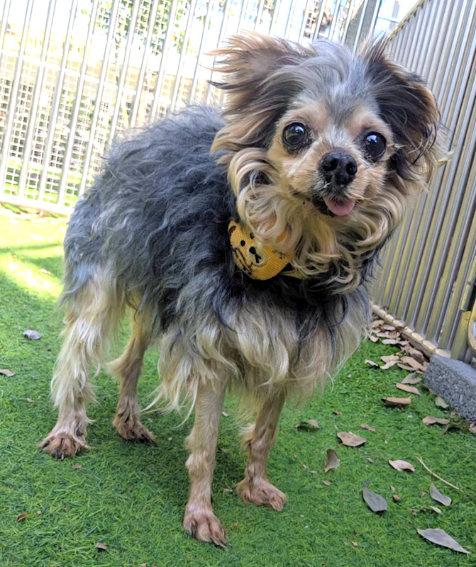 新竹縣動物保護教育園區,編號:442972, 約克夏