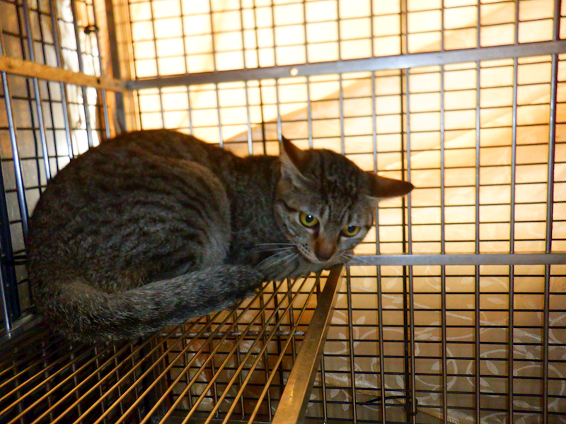 南投縣公立動物收容所,編號:443191, 混種貓                 