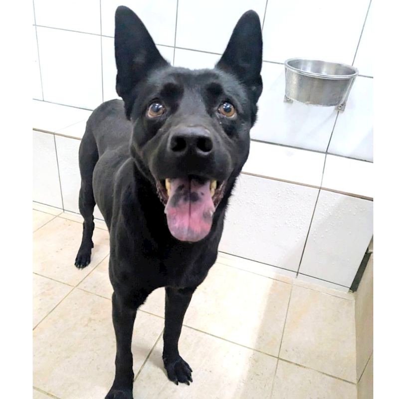 新竹縣動物保護教育園區,編號:426362, 混種犬          