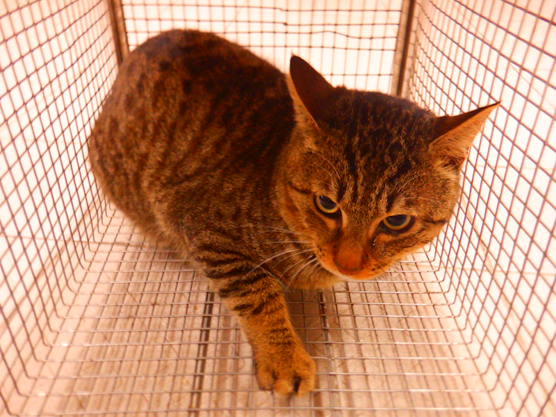 南投縣公立動物收容所,編號:443322, 混種貓                 