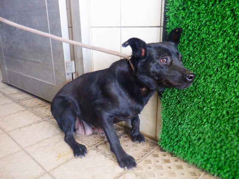 南投縣公立動物收容所,編號:443181, 混種犬          