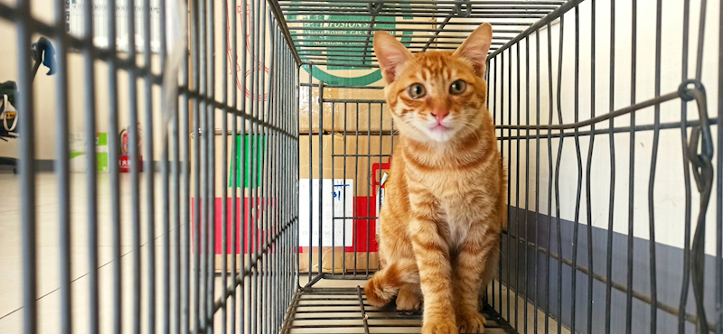 金門縣動物收容中心,編號:438137, 混種貓                 