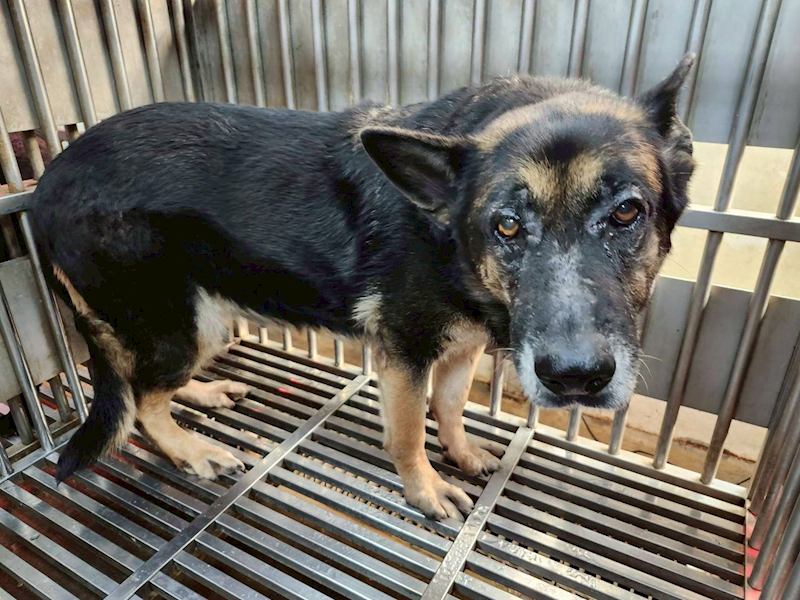 新北市板橋區公立動物之家,編號:442676, 德國狼犬(德國牧羊犬) 