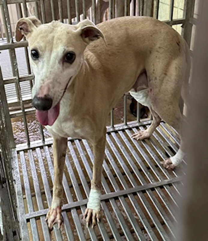 臺中市動物之家后里園區,編號:443540, 靈提                  