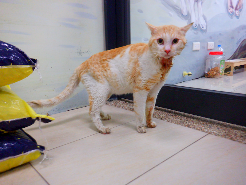 南投縣公立動物收容所,編號:437592, 混種貓                 