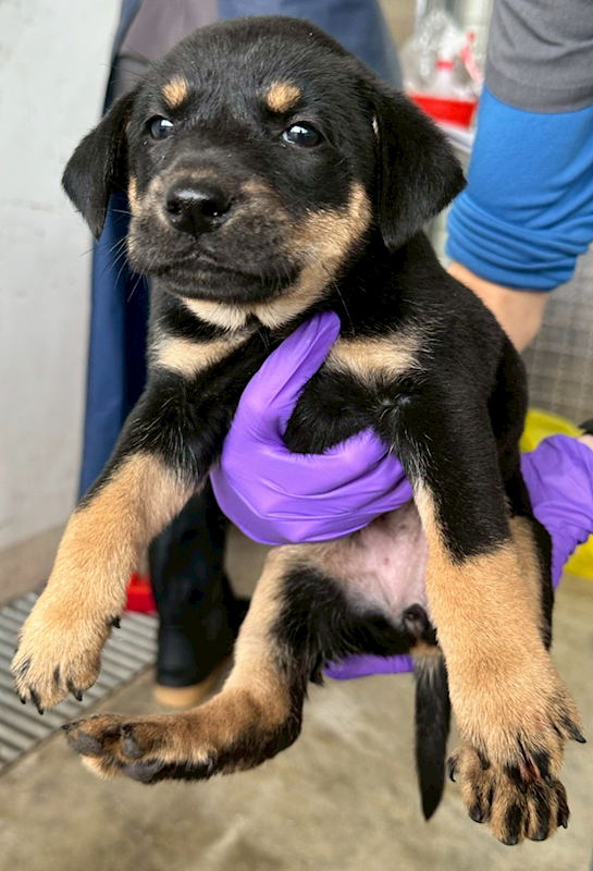 花蓮縣狗貓躍動園區,編號:436514, 混種犬          