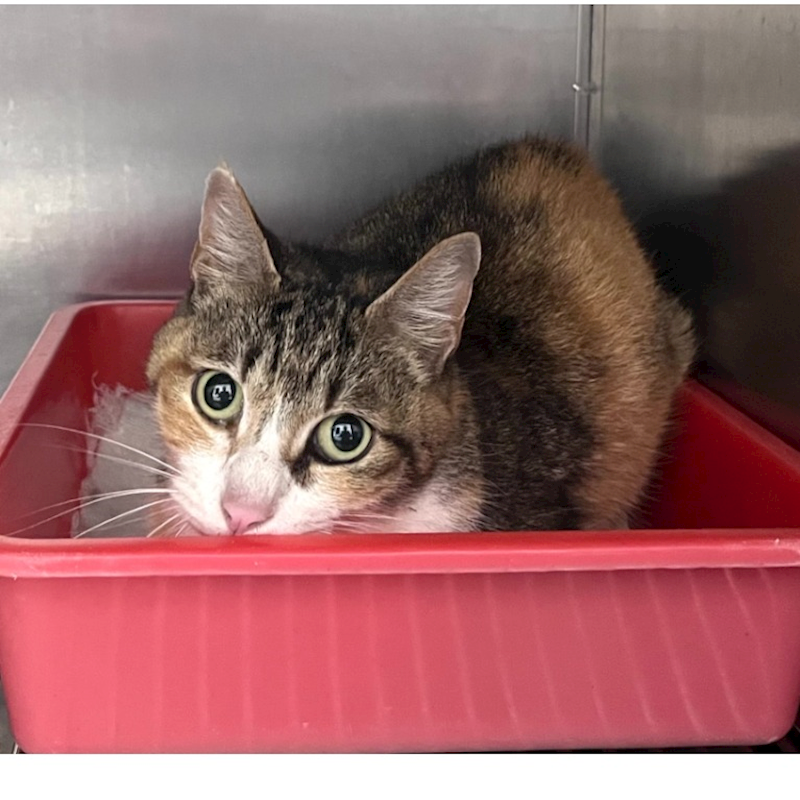 臺北市動物之家,編號:442158, 混種貓                 