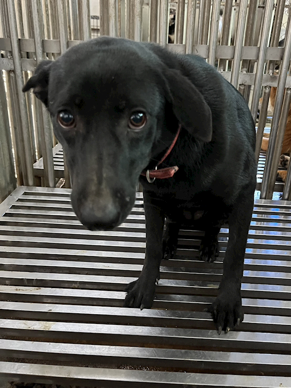 彰化縣流浪狗中途之家,編號:442699, 混種犬          