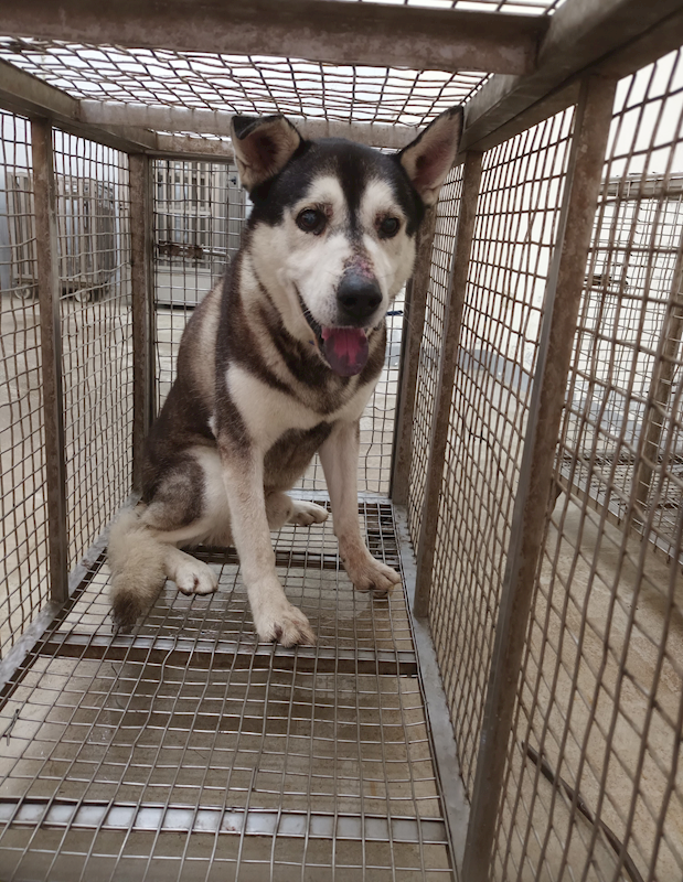 嘉義縣動物保護教育園區,編號:443316, 哈士奇(西伯利亞雪橇犬)