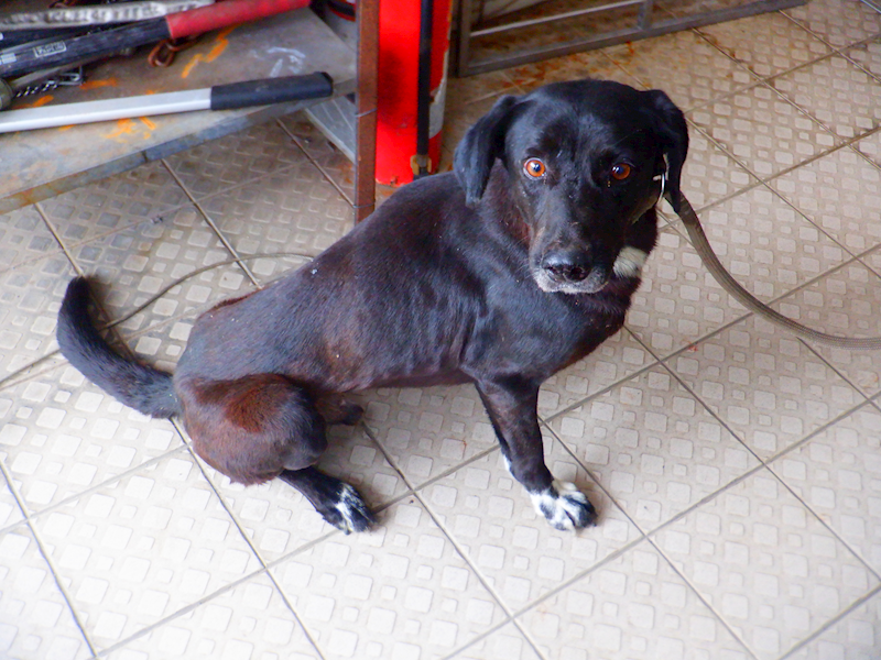 南投縣公立動物收容所,編號:440439, 混種犬          