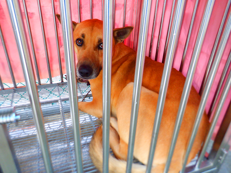 南投縣公立動物收容所,編號:441729, 混種犬          