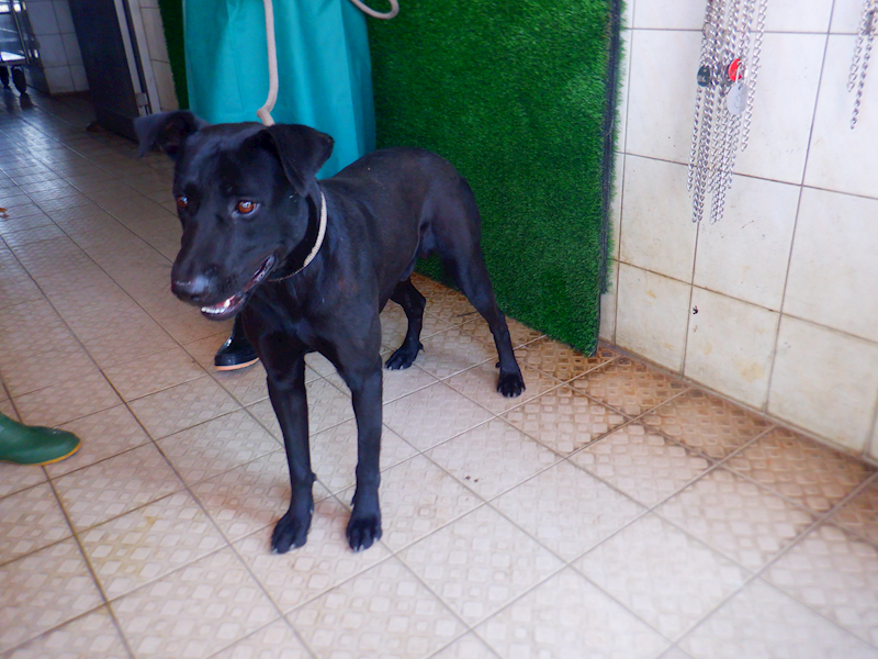 南投縣公立動物收容所,編號:442725, 混種犬          