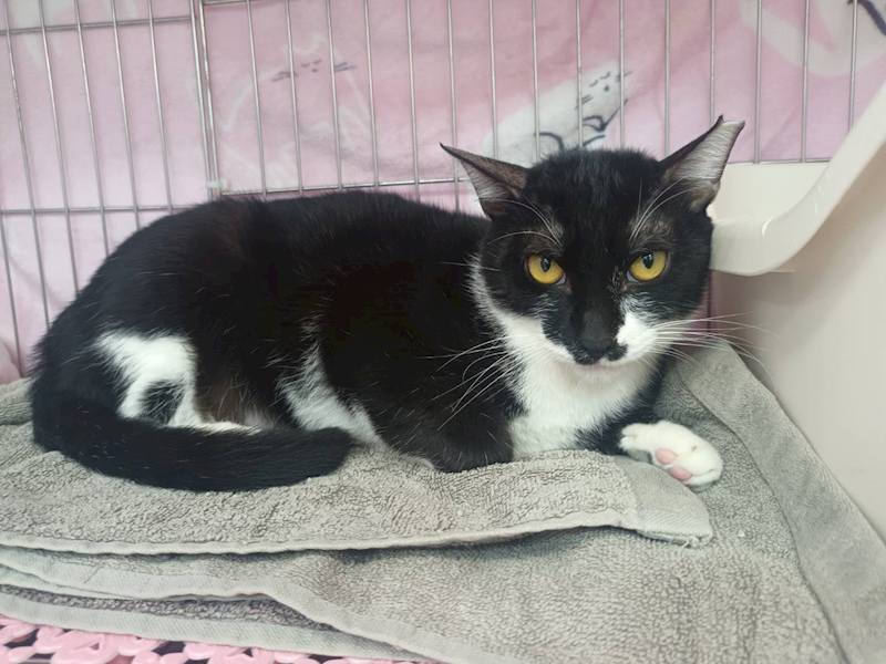 新北市板橋區公立動物之家,編號:443519, 混種貓                 