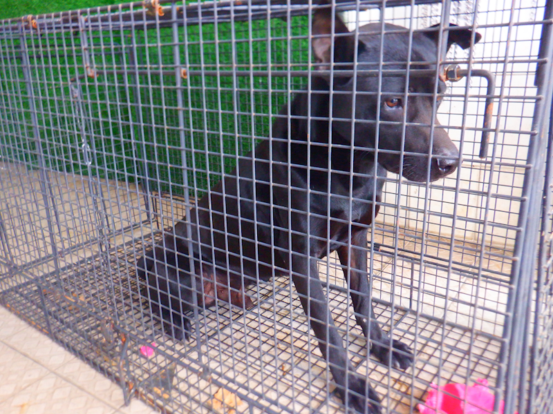 南投縣公立動物收容所,編號:442651, 混種犬          