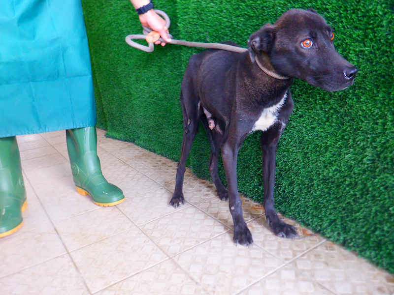 南投縣公立動物收容所,編號:442650, 混種犬          