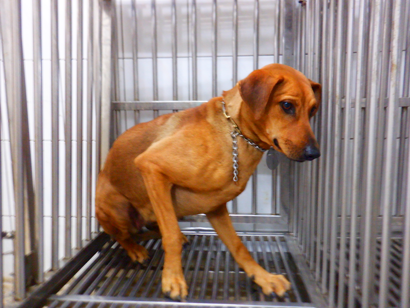 南投縣公立動物收容所,編號:442017, 混種犬          