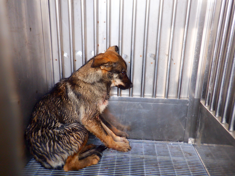 南投縣公立動物收容所,編號:441884, 混種犬          