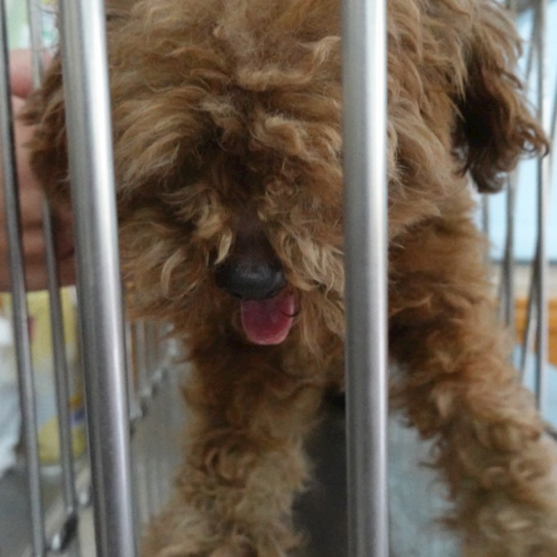 臺南市動物之家灣裡站,編號:441560, 貴賓犬        