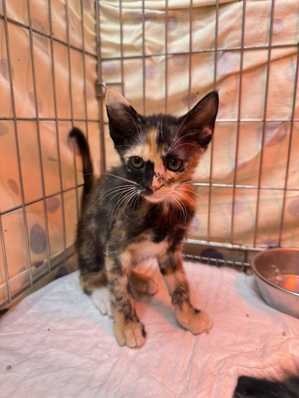 新北市八里區公立動物之家,編號:443527, 混種貓                 